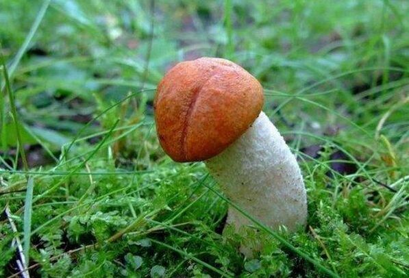 Der Pilz symbolisiert eine vergrößerte Eichel
